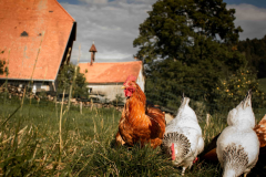 bauernhof-landwirt-futter-huener-biologisch-freiburg bauernhof-landwirt-futter-huener-biologisch-freiburg