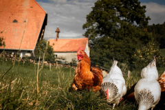 bauernhof-landwirt-futter-huener-biologisch-freiburg