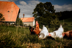 biohof-eier-dietger-rechtenbach-weiss-huener-mobil