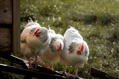 huener-stange-suess-bio-eier-landwirtschaft-dreisamtal-stegen huener-stange-suess-bio-eier-landwirtschaft-dreisamtal-stegen