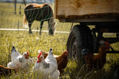 huener-wagen-eiermobil-biologisch-ei-pferd-dreisamtal-henne huener-wagen-eiermobil-biologisch-ei-pferd-dreisamtal-henne