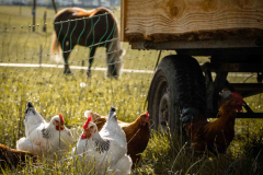 huener-wagen-eiermobil-biologisch-ei-pferd-dreisamtal-henne