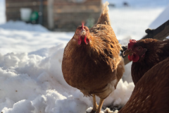 huhn-dietgers-bio-eier-winter-schnee-futter huhn-dietgers-bio-eier-winter-schnee-futter