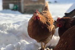 huhn-dietgers-bio-eier-winter-schnee-futter