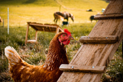 huhn-steg-huenerwagen-legehenne-bio-landwirt-eier huhn-steg-huenerwagen-legehenne-bio-landwirt-eier