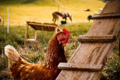 huhn-steg-huenerwagen-legehenne-bio-landwirt-eier