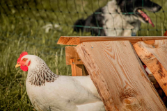 hund-huhn-henne-schutz-wiese-schwarzwald-bioland hund-huhn-henne-schutz-wiese-schwarzwald-bioland