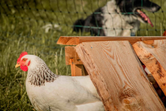 hund-huhn-henne-schutz-wiese-schwarzwald-bioland