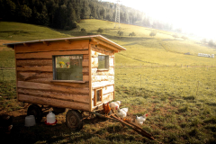 idylle-mobil-eier-legen-wiese-weide-bio-eier-dietger-rechtenbach idylle-mobil-eier-legen-wiese-weide-bio-eier-dietger-rechtenbach
