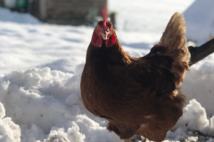 schnee-huehner-breisgau-bio-eier-legen-verkauf-schwarzwaldhof