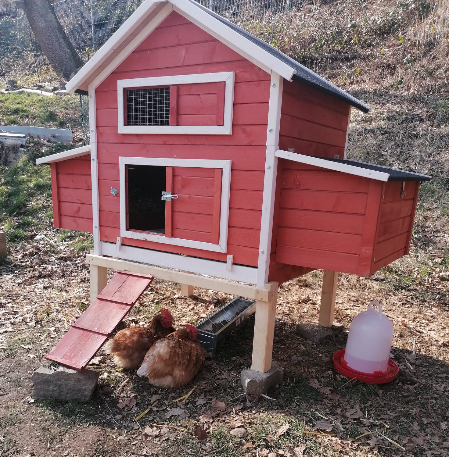 You are currently viewing Hühner im Garten – für Schulen, Seniorenheime oder Privat
